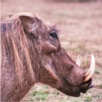 warthog tusks